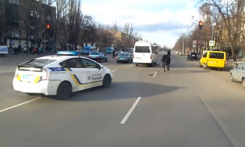 Полиция Днепропетровщины устроила погоню за лошадью 