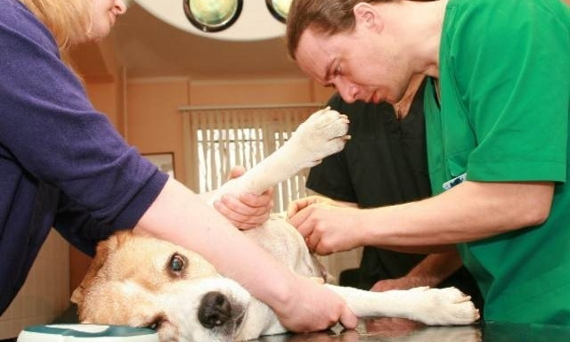 В Днепре предлагают стерилизовать домашних животных 