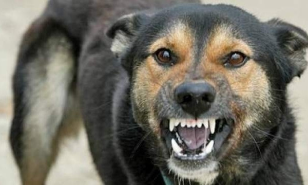 Жители Днепропетровщины боятся нападений бродячих собак 
