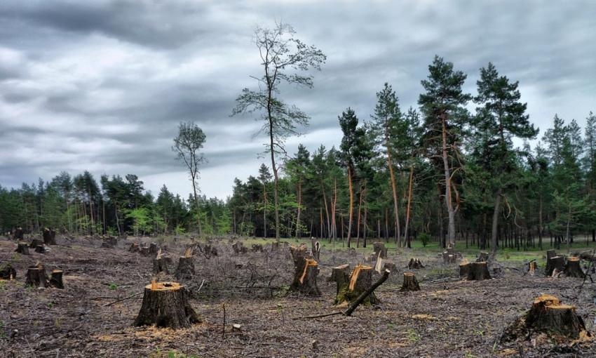 На Днепропетровщине черные лесорубы уничтожают лесополосы