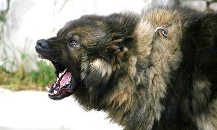 На Тополе на днепрянина набросились две огромные собаки