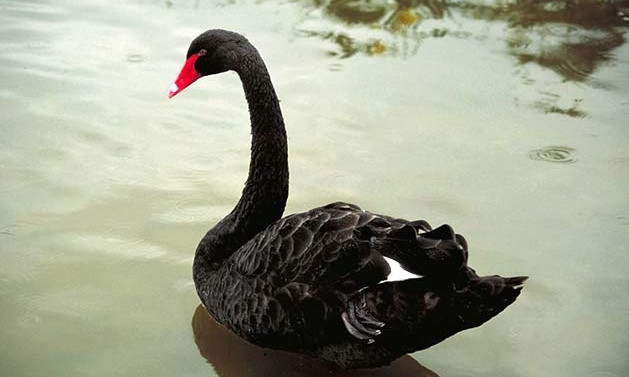 В парке Глобы появились черные лебеди 