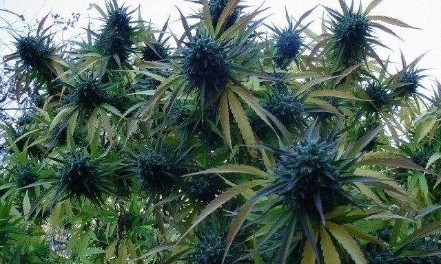 Житель Днепропетровщины выращивал марихуану на приусадебном участке