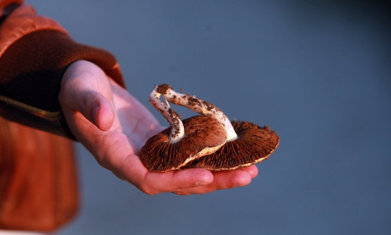 На Днепропетровщине беременная женщина отравилась грибами