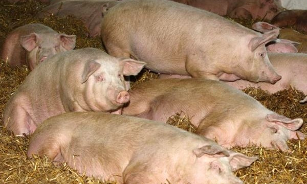 Жители Днепропетровщины опасаются африканской чумы свиней 