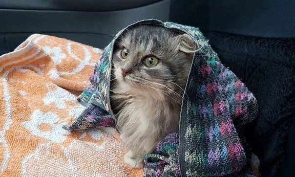 В Днепре кота выбросили на холод под машины 