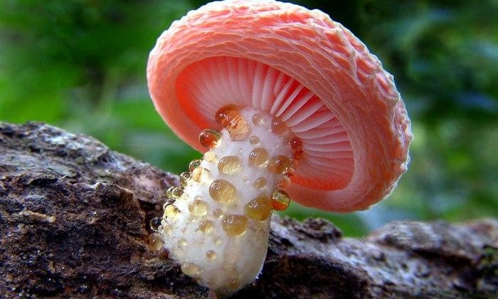 Старушка на Днепропетровщине умерла от отравления грибами 