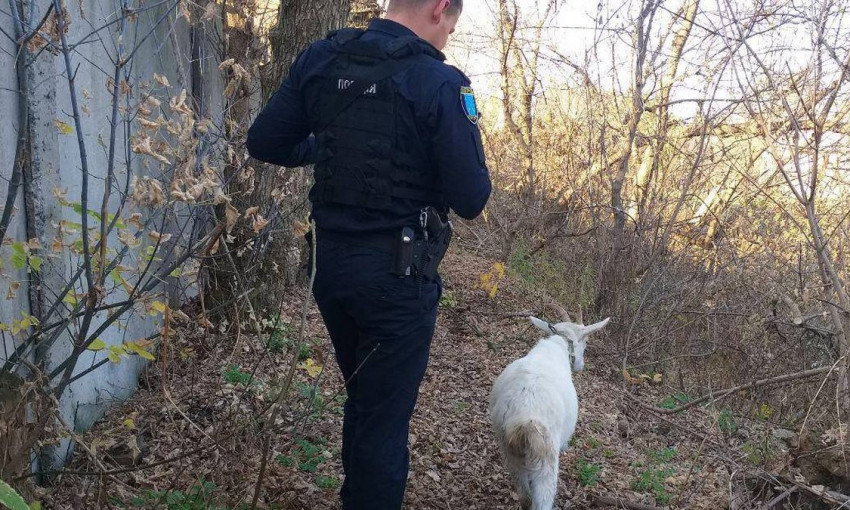 В Днепре сотрудники полиции разыскивали сбежавшую козу 