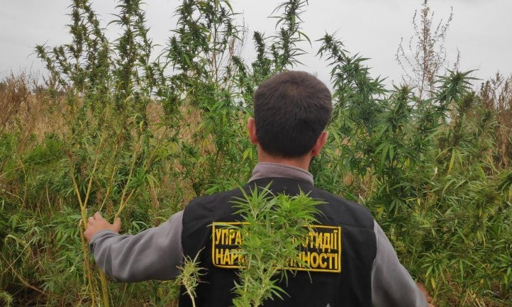 Житель Днепропетровщины вырастил плантацию марихуаны 
