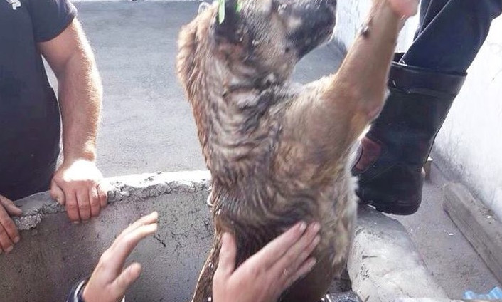 В Днепре сотрудники ГСЧС спасли собаку