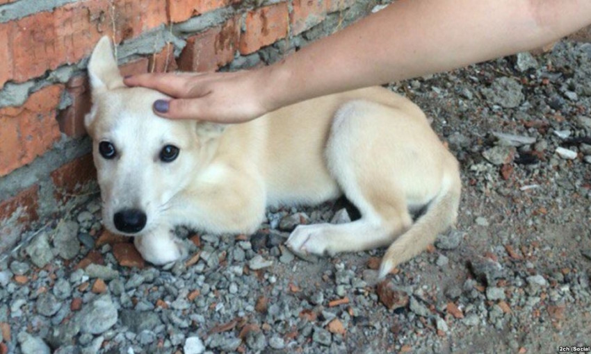 На Днепропетровщине пенсионерка убивала собак на глазах у детей 