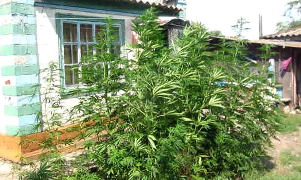 На Днепропетровщине обнаружена плантация наркотических растений