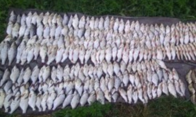 На Днепропетровщине браконьер выловили 620 карасей