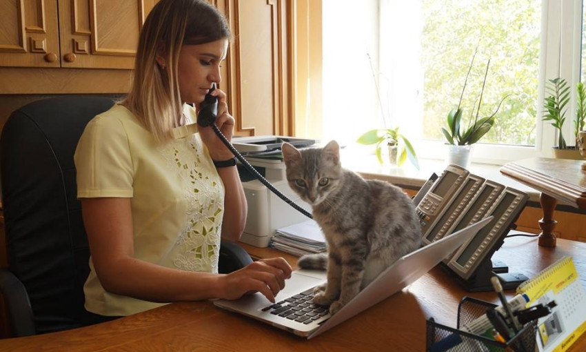 В Днепропетровской ОГА работает кошка