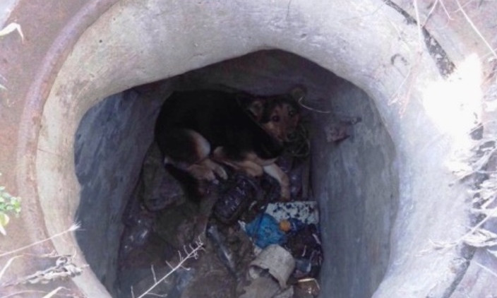 В Днепре сотрудники ГСЧС спасли собаку