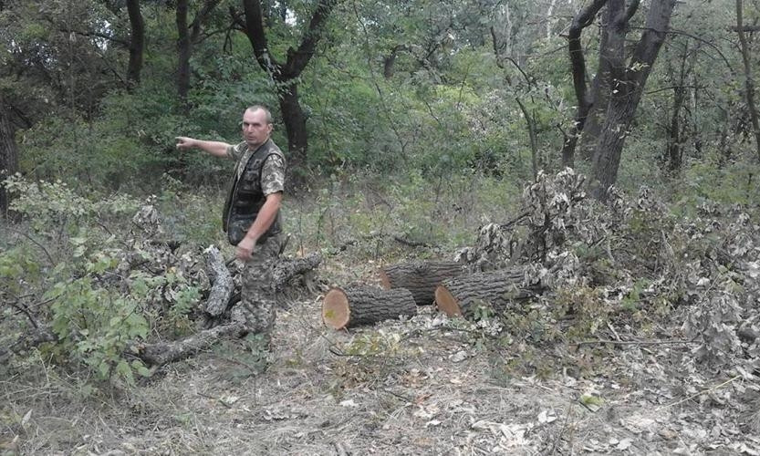 На Днепропетровщине черные лесорубы вырубают древесину 