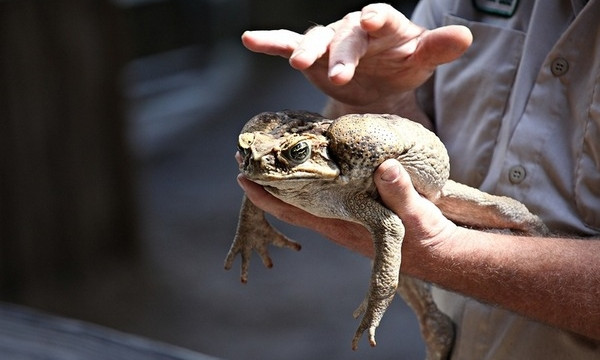Отдых в обнимку с жабой: как отдыхают летом жители Днепра?