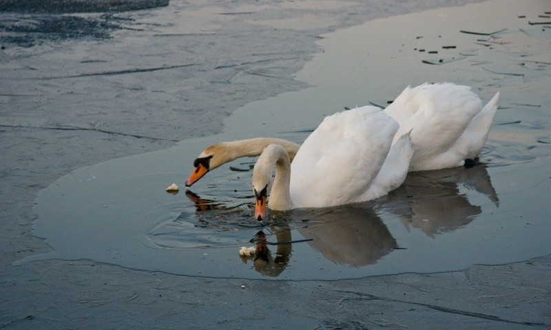 Под Днепром лебеди вмерзают в лед 
