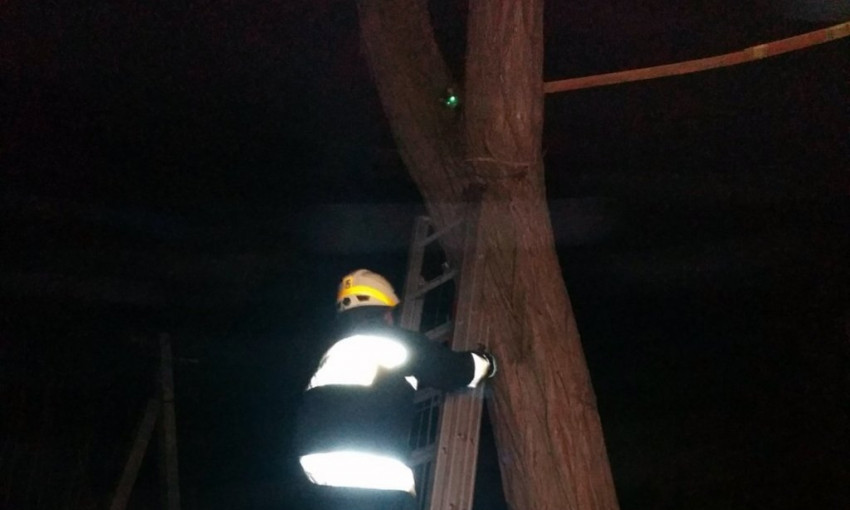В Днепре сотрудники ГСЧС снимали кота с дерева 