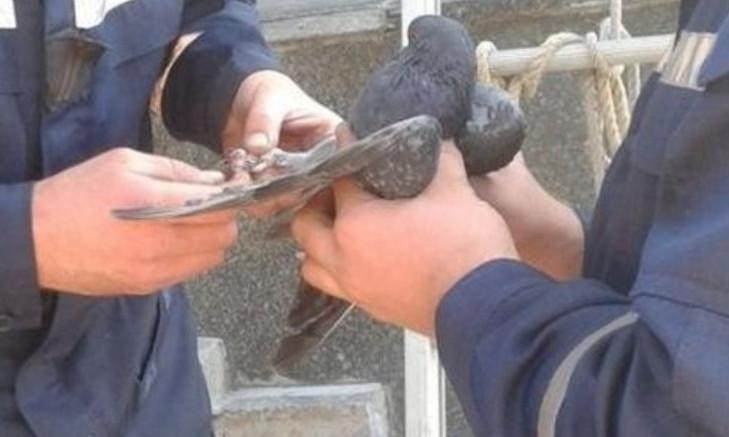 В Днепре сотрудники ГСЧС спасли голубя 