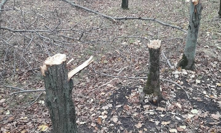 На Днепропетровщине вырубают деревья 