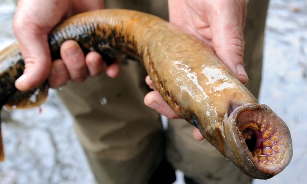 В водах Днепра рыбаки поймали редкое рыбообразное существо