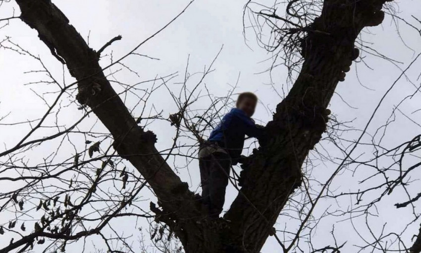 Полез за грибами: под Днепром спасатели снимали мальчика с дерева 