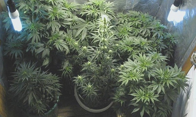 Житель Днепропетровщины вырастил в квартире 160 кустов марихуаны 