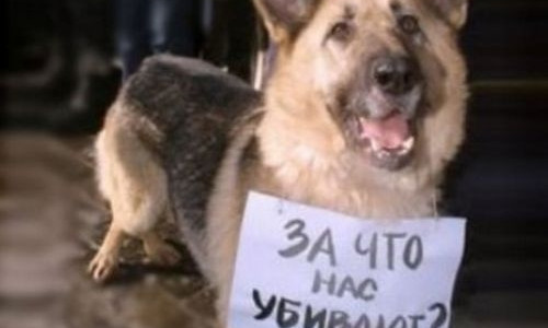 Жители Днепропетровщины шокированы действиями живодеров (ВИДЕО 18+)