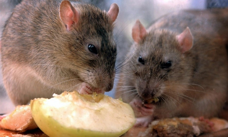 Рай для крыс: днепряне недовольны помойкой в поселке Механизатор