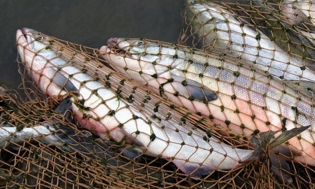 Браконьеры Днепропетровщины выловили более тонны рыбы