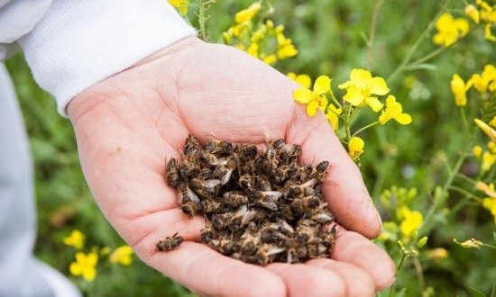 ЧП на Днепропетровщине: в регионе массово мрут пчелы 