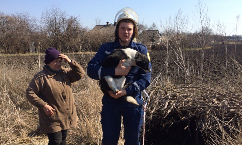 На Днепропетровщине спасатели достали собаку из ямы