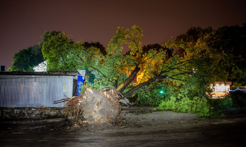 Древопад в Днепре: аварийное дерево упало на остановку
