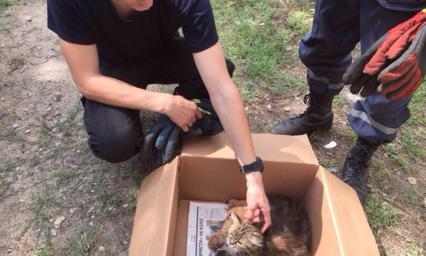 В Днепре сотрудники ГСЧС спасли кошку и котят
