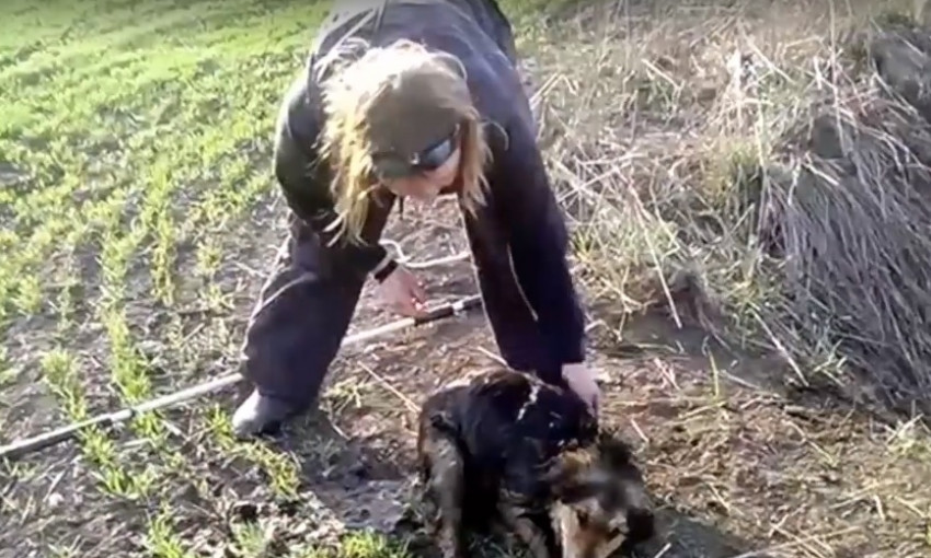 Жительница Днепропетровщины спасла собаку
