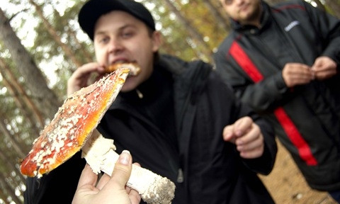 На Днепропетровщине люди травятся ядовитыми грибами 