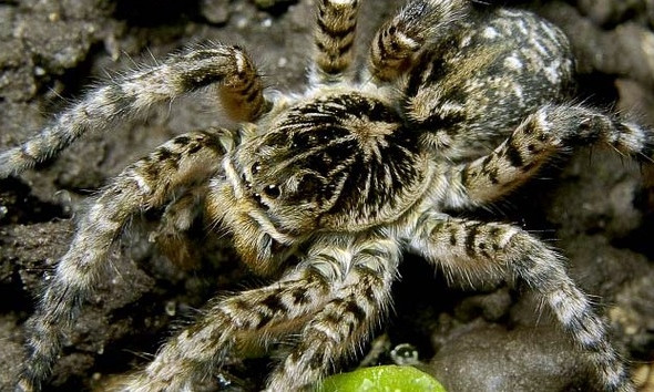 На Днепропетровщине возле школы нашли тарантулов 