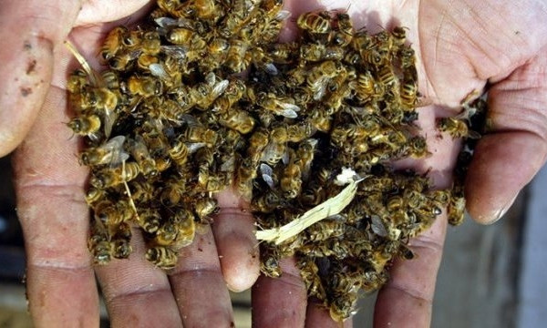 ЧП на Днепропетровщине: в регионе массово вымирают пчелы 