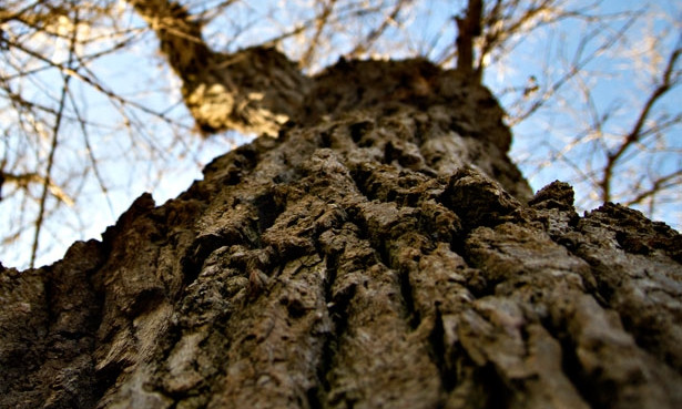 Жители Днепра пожаловались на деревья 