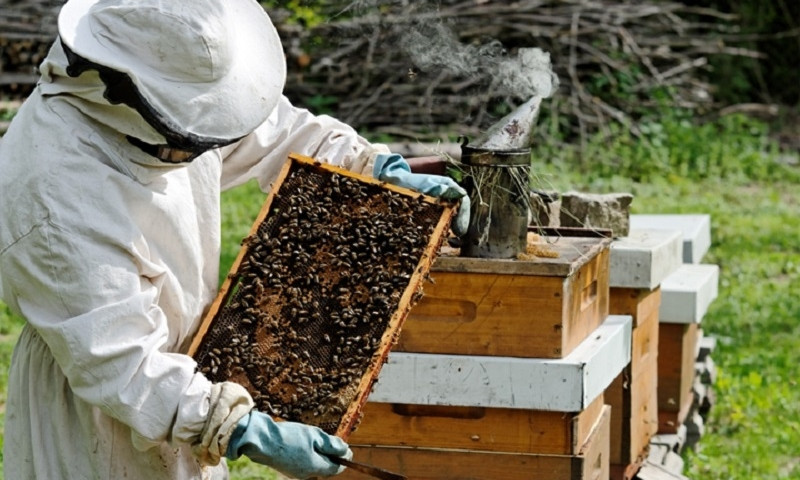 Массовый мор пчел на Днепропетровщине: пчеловоды бьют тревогу 