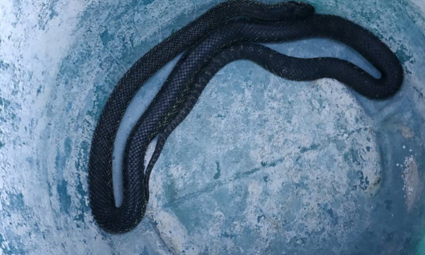На Днепропетровщине в доме обнаружили змею 