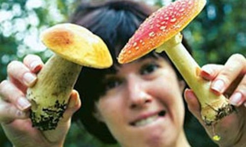 Жители Днепропетровщины травятся грибами 