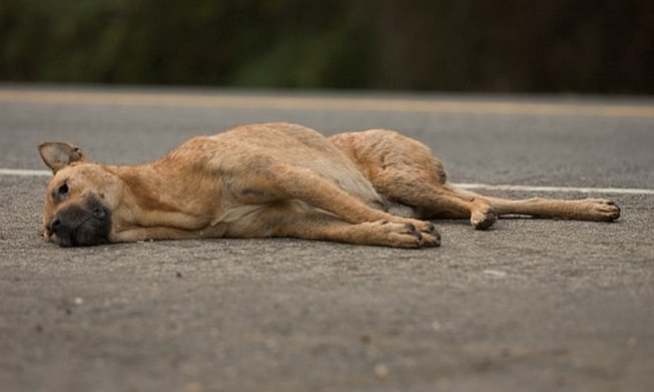 ДТП на Днепропетровщине: водитель сбил собак 