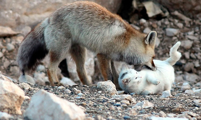 В Кривом Роге лисицы устроили охоту на кота 