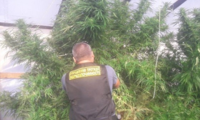 На Днепропетровщине у наркоплантатора обнаружили крупную партию марихуаны 