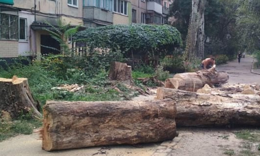 Древопад на Днепропетровщине: упавшее дерево испортило балкон 