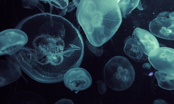 В Днепре в водоеме Красного Камня плавают медузы