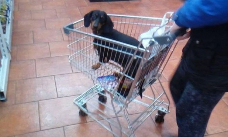 Парадоксы Днепра: что в супермаркетах делают собаки?
