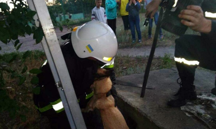 На Днепропетровщине в открытый колодец упала собака